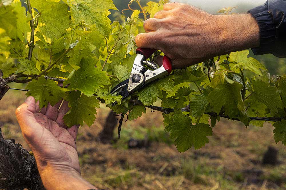 Élaboration vins